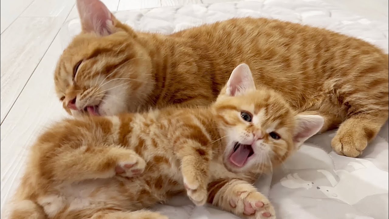かわいいかわいい子猫戦隊ゴレンニャー！ #子猫 #マンチカン