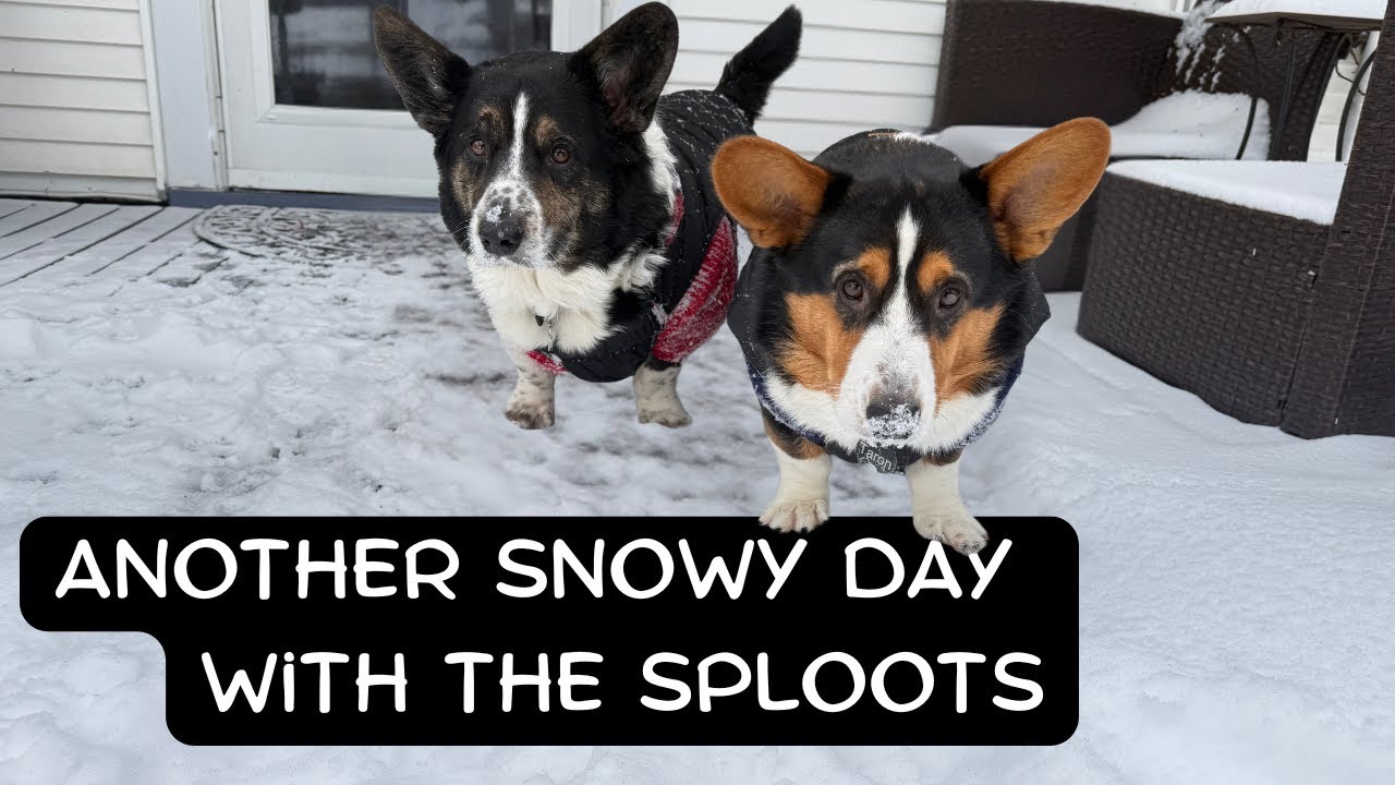 Another Snowy Day with the Sploot Friends ❄️🐾 Mini Winter Vlog