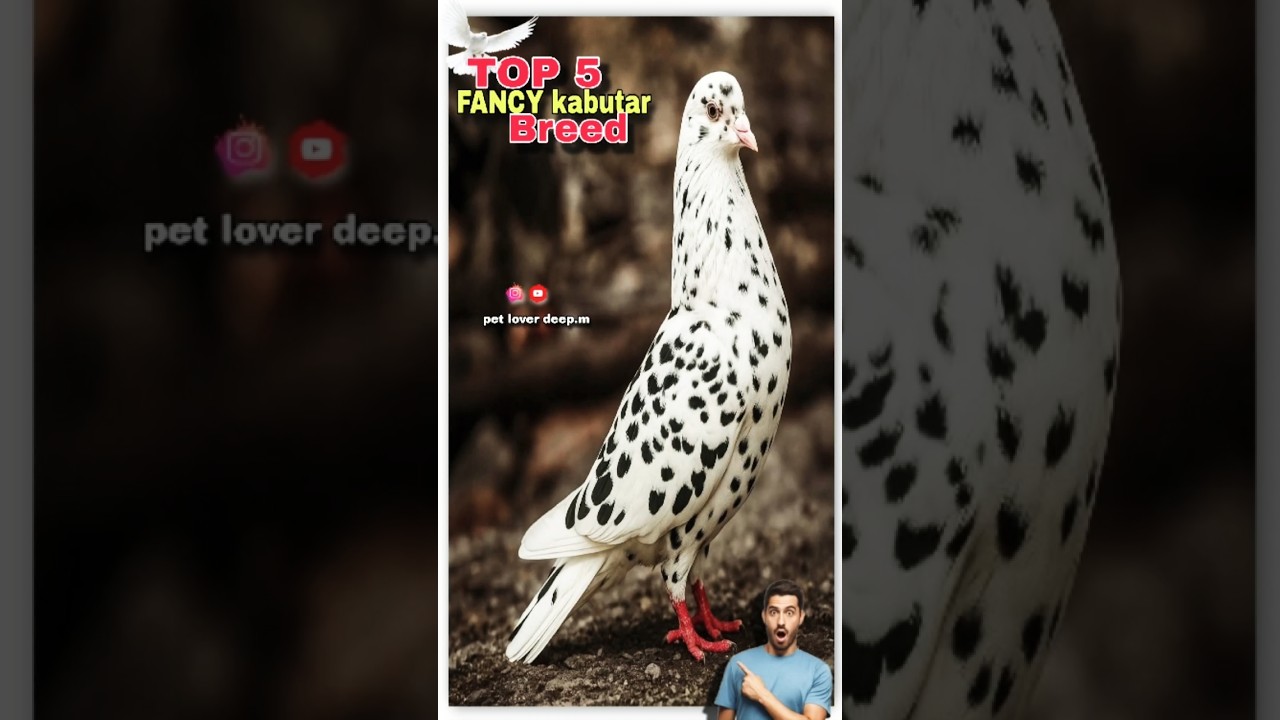 TOP 5 FANCY KABUTAR BREED..😍🩷🕊️#kabutar#kabootar#pigeon#fancypigeon##viralvideo#viralshorts#trend#1m