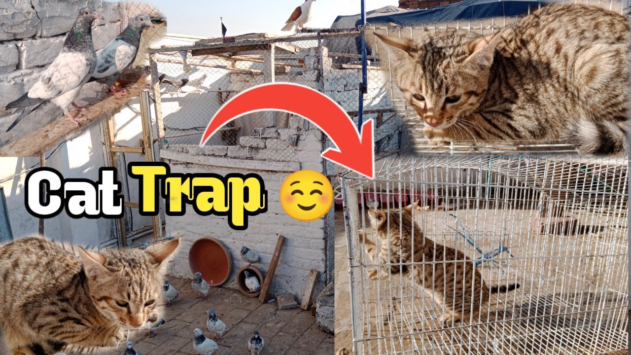 Finally Cat Trap - Cat ko pakar lia☺ Muttayyab Vlogs