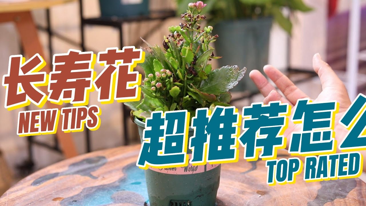 新手怎么养长寿花？园艺师教你，长寿花的详细养护技巧