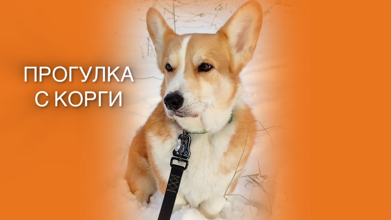 Снежная прогулка с корги в лесу