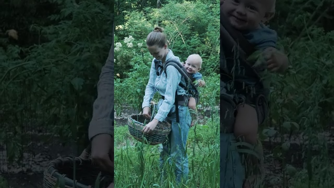Mleczny owies: od siewu do zbioru w 30 sekund