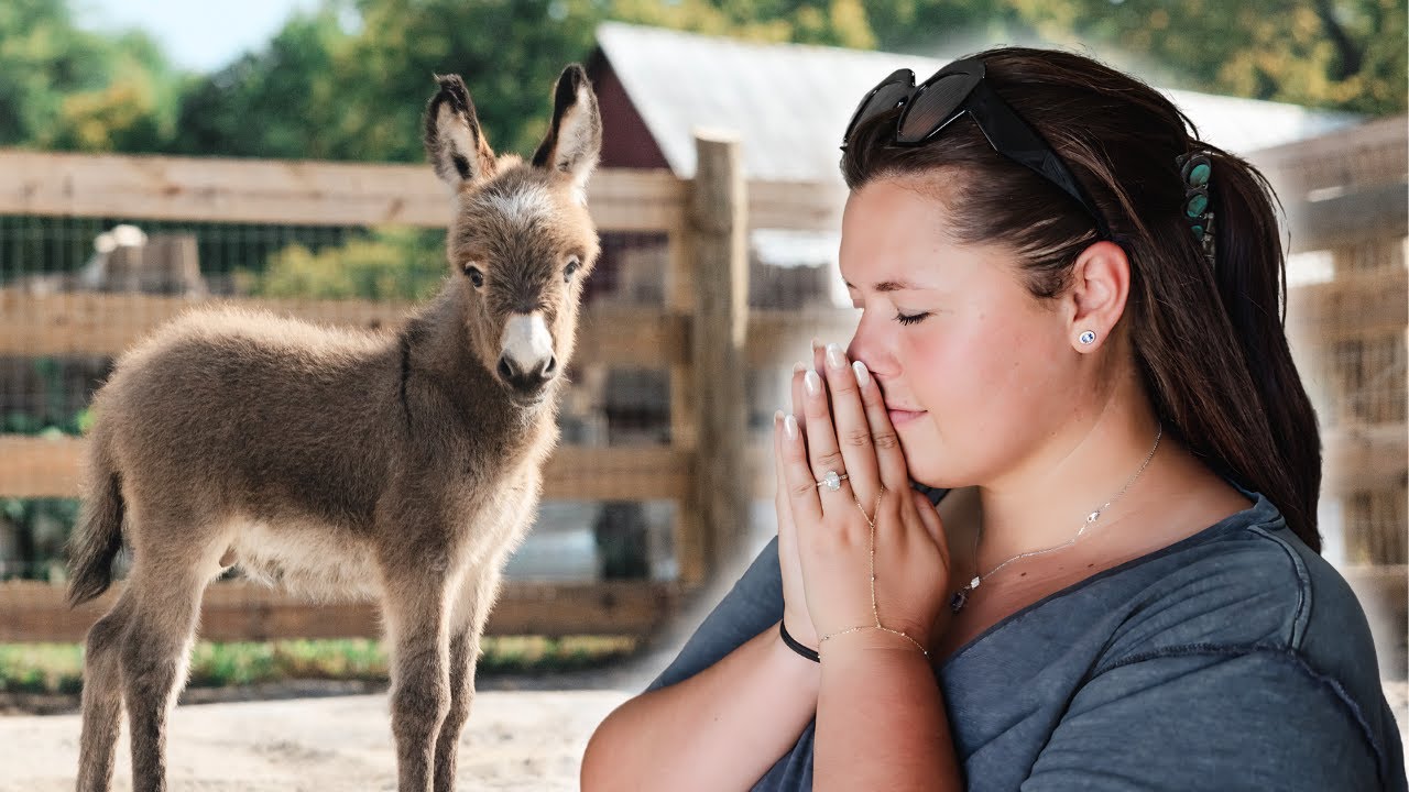 Mini Donkey Meets Mini Horses - Pico, I really hope this goes well