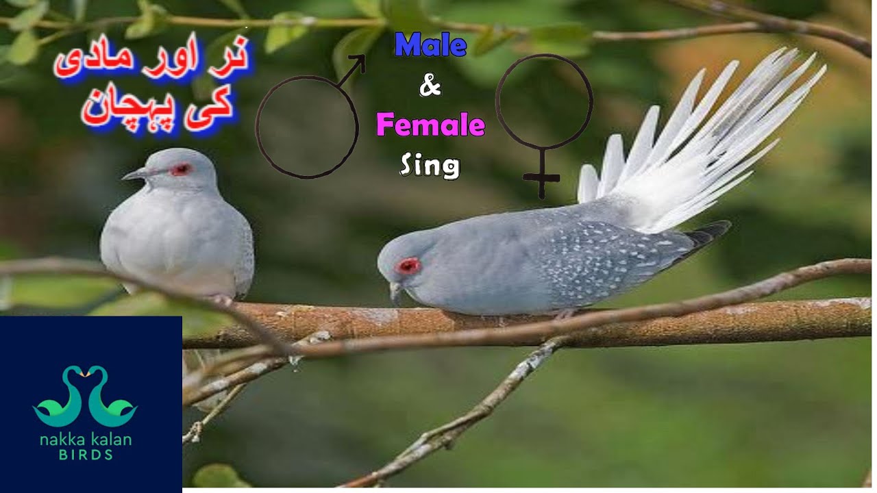 Dove Male & Female Difference ||China Dove Gender | Diamond Dove || Urdu/Hindi✓