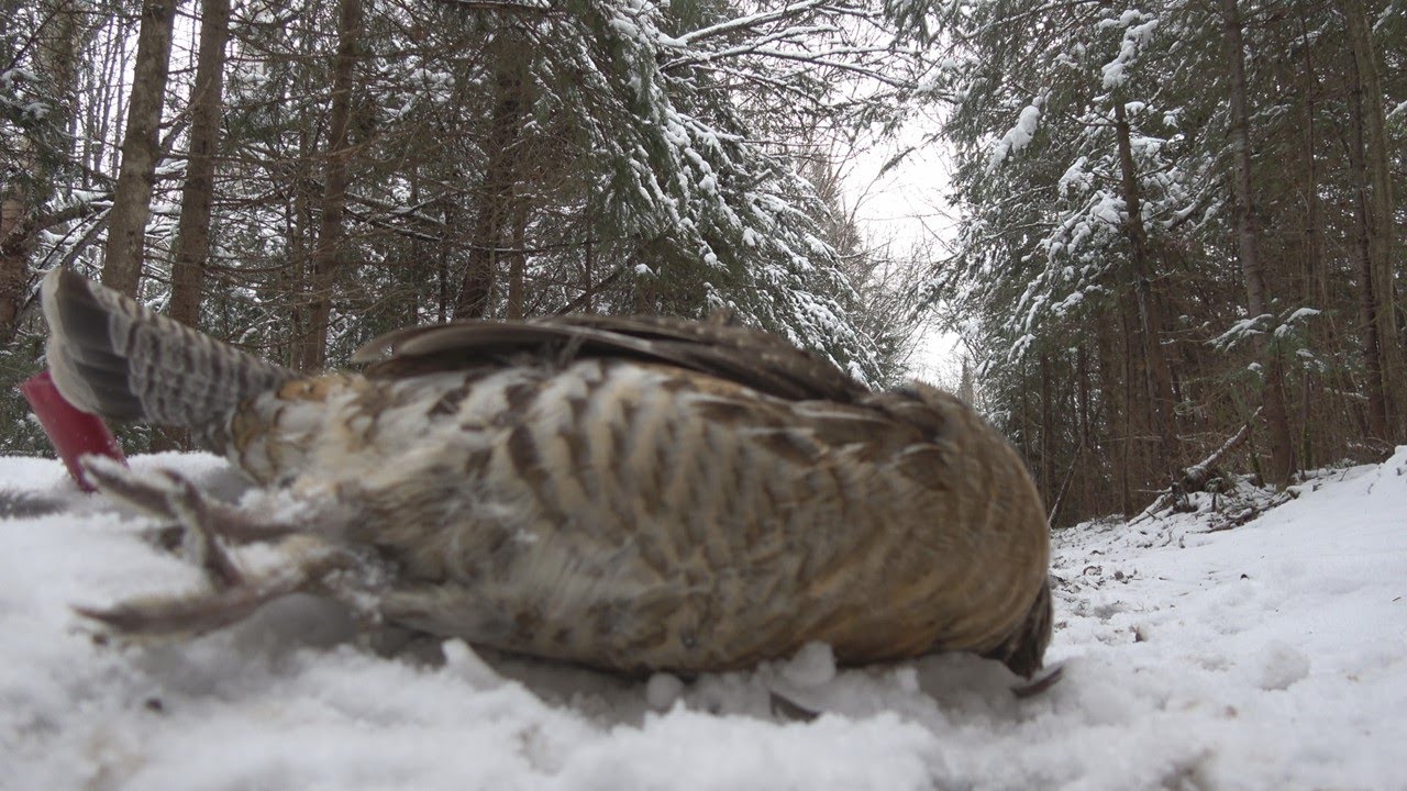 Winter&nbsp;Ruffed&nbsp;Grouse Catch and Cook | Hunting&nbsp;Grouse&nbsp;in&nbsp;the&nbsp;Snow | Primrose and Panko batter recipe