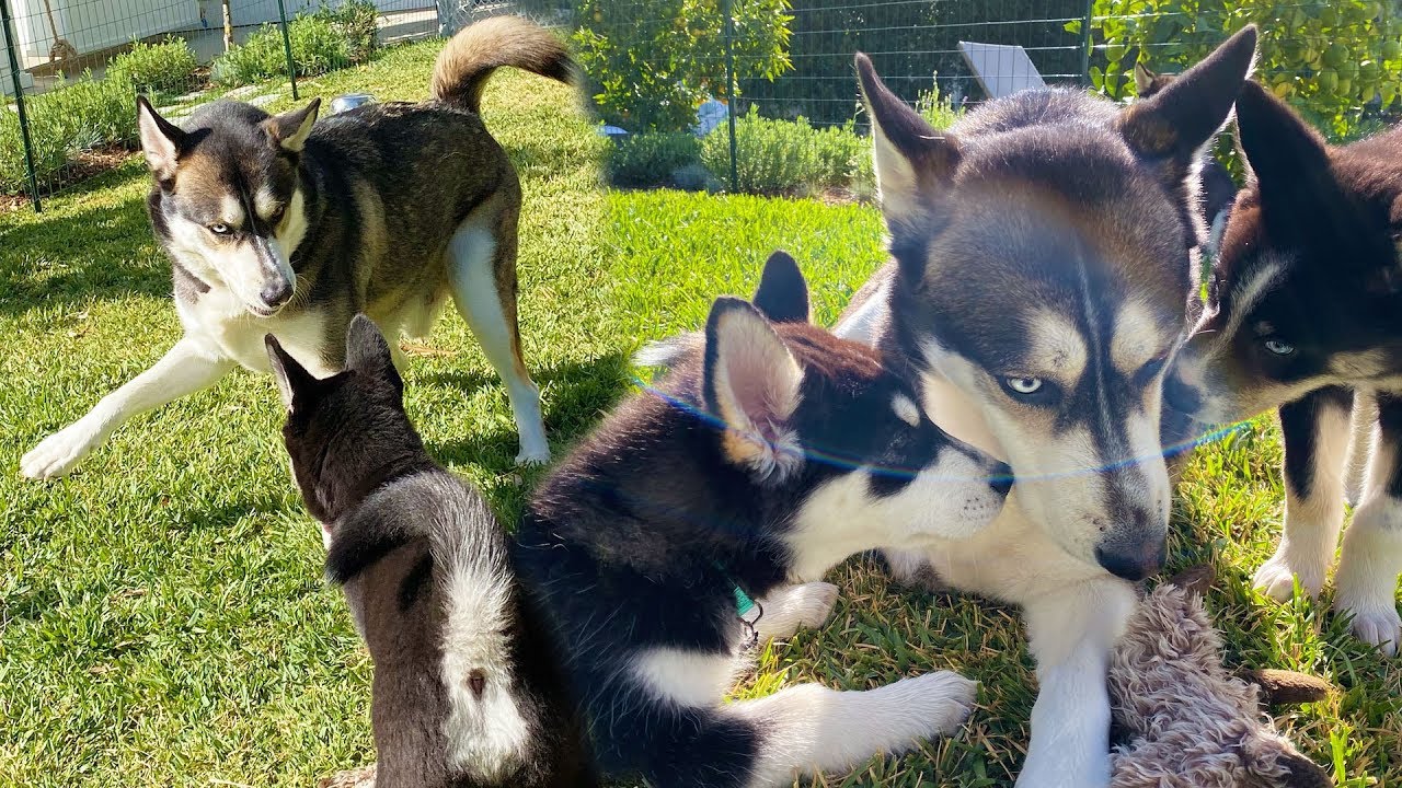 Wolf Plays with the Puppies for the First Time!