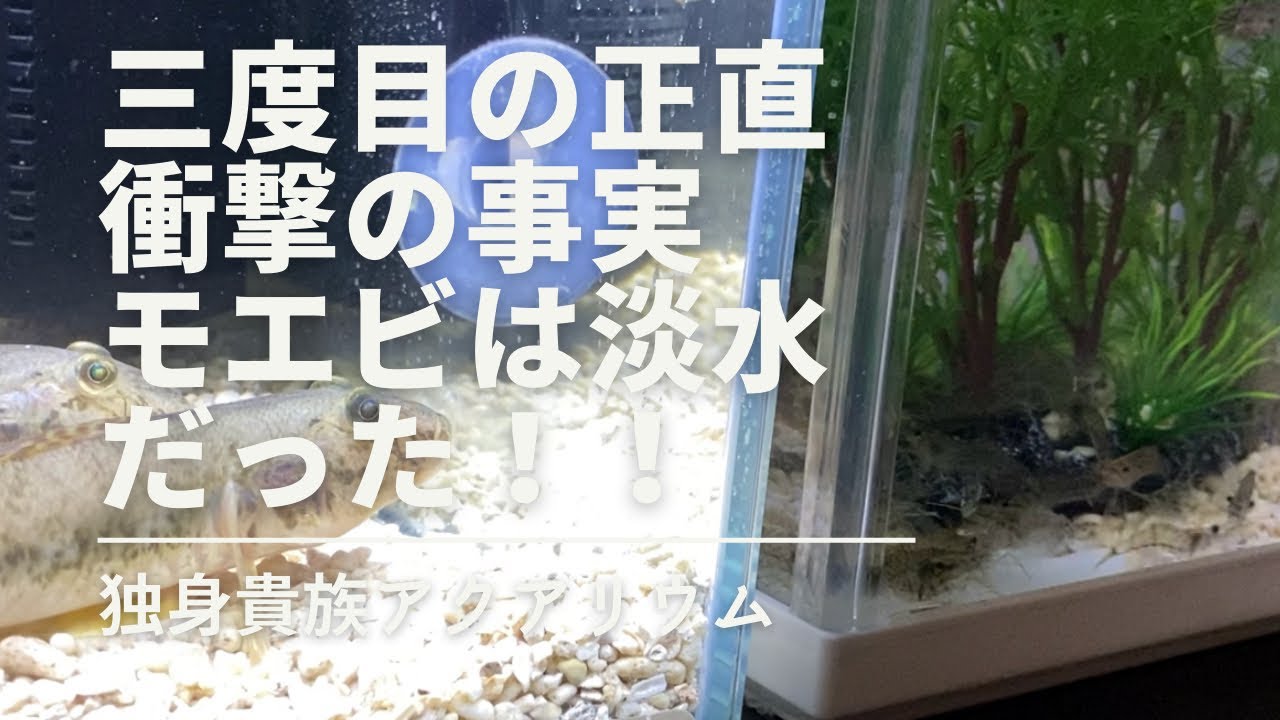 アクアリウム【モエビ】衝撃の事実！淡水だった！