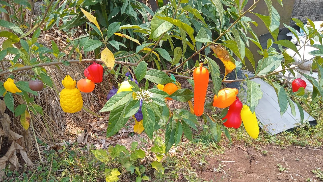 di batang panjang ada buah buahan dan sayuran bergelantungan mangga🥭pisang🍌salak🌰 mentimun🥒stroberi🍓