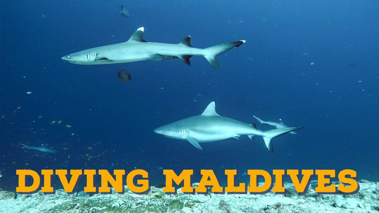 Creatures of the sea | Maldives | 4K UHD