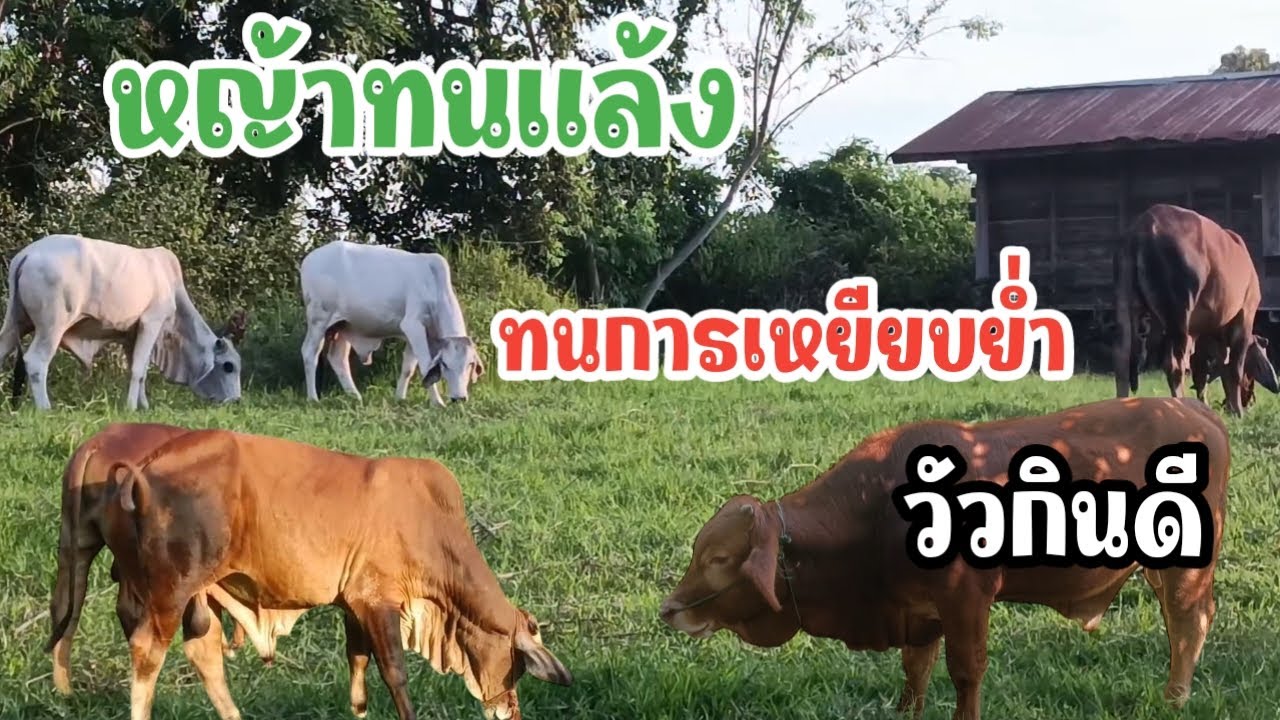 หญ้าสตาร์กัส หญ้าทนแล้ง ทนการเหยียบย่ำ #หญ้าโปรตีนสูง #ทนแล้ง