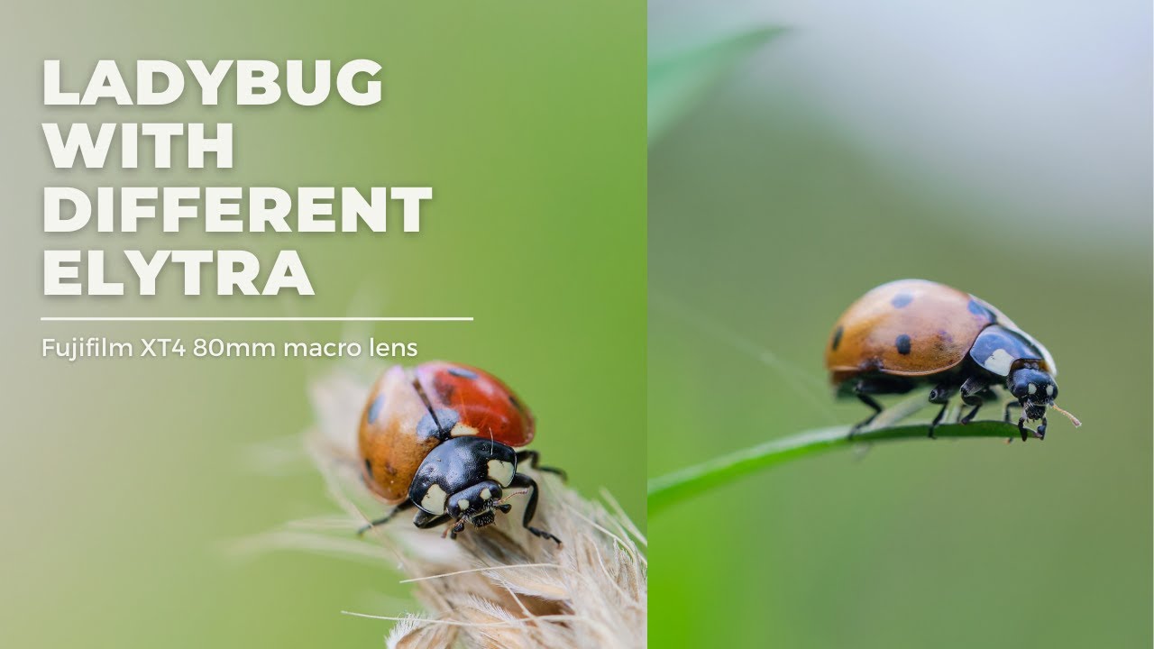 LADYBUG WITH DIFFIRENT ELYTRA COLOR || BEES|| MACRO VIDEOS and PHOTOS