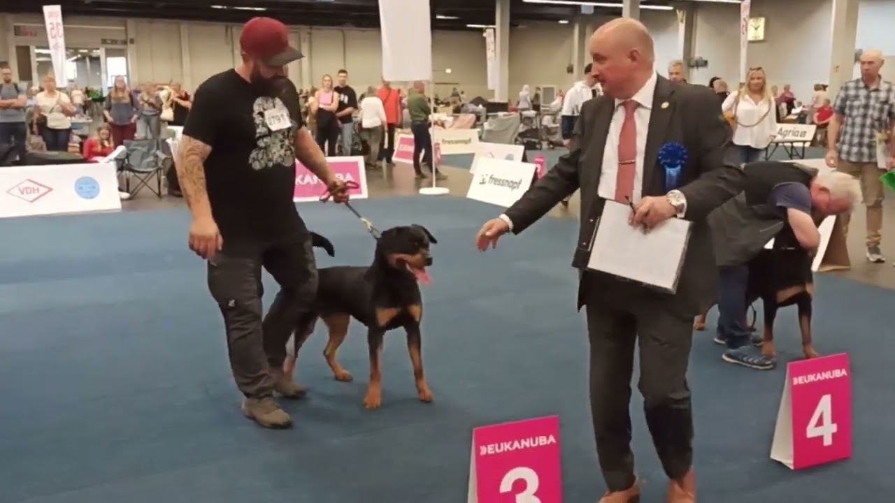 Rottweiler Europa Sieger Schau 2024 - Offene Klasse Hündinnen