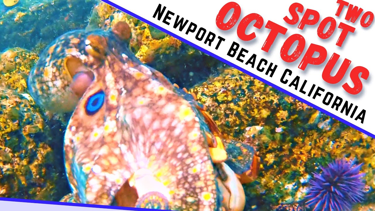 Snorkeling Diving Newport Beach, California ! with Two Spot Octopus
