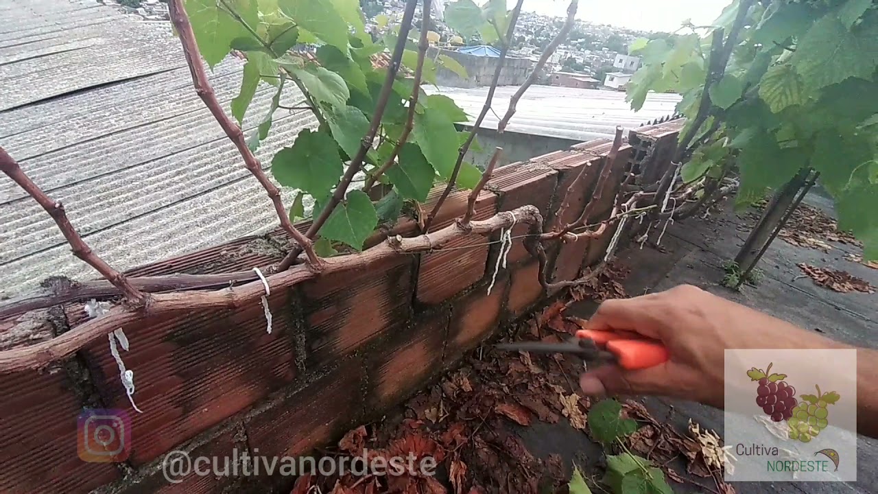 Formei a videira com os netos, e agora como fazer a primeira poda? Tirando dúvidas....
