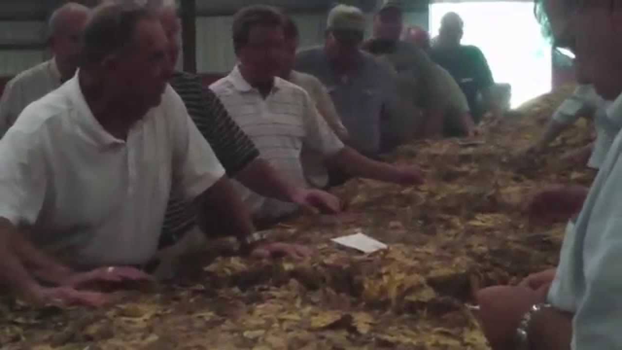 Last surviving live tobacco auction in the US (for flue cured).