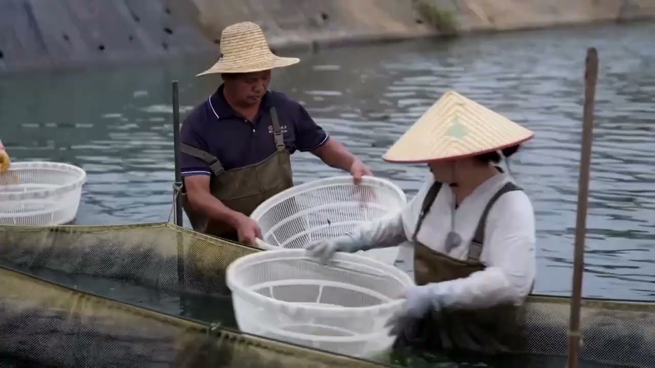 US trade war puts China's tilapia capital on ice