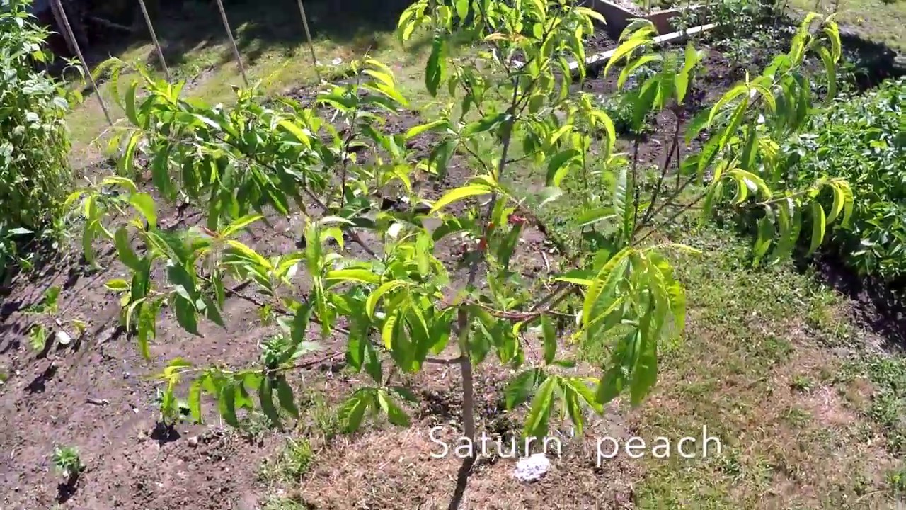 Allotment Fruit trees