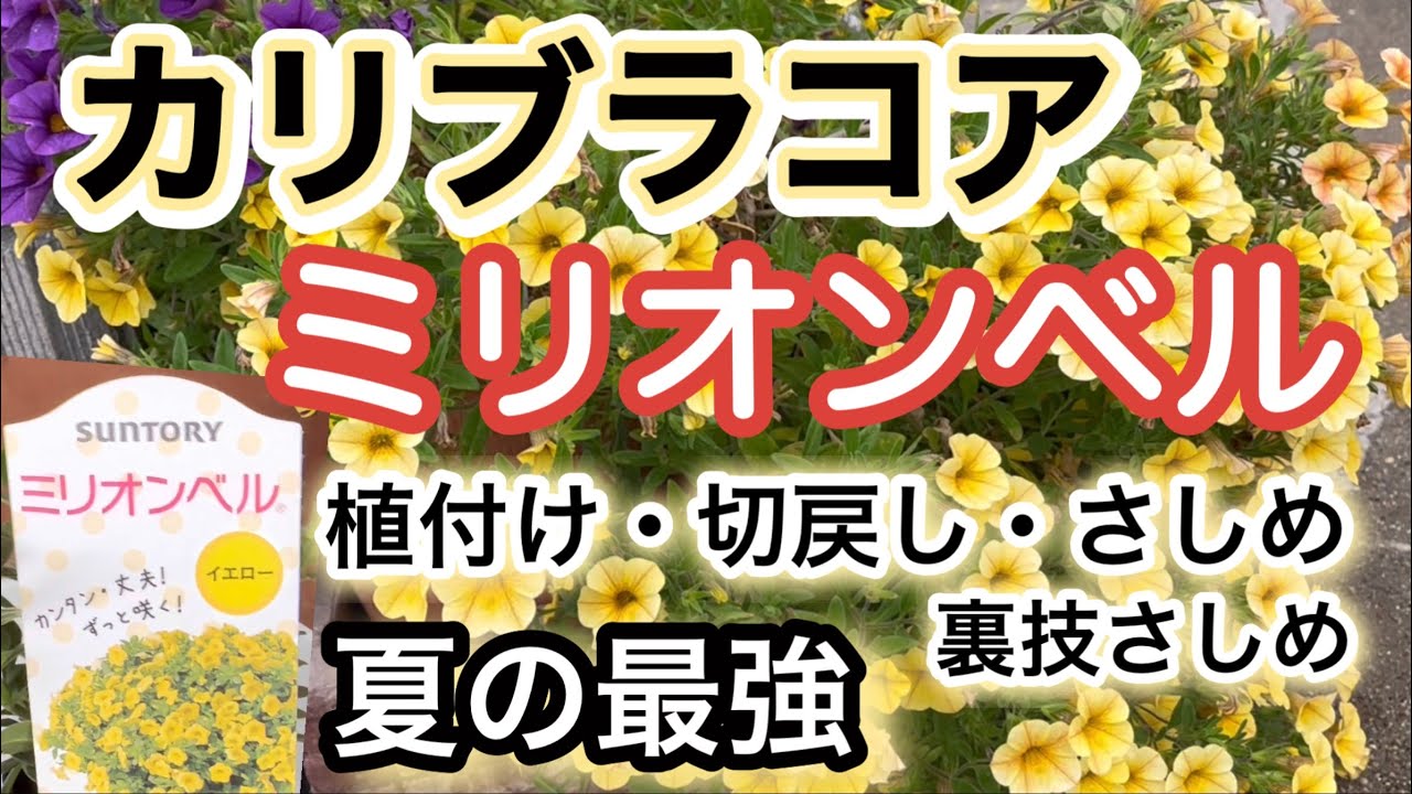 【ミリオンベルの育て方】【カリブラコア】夏はお任せ！最強の華やかさ・真夏は庭に出たくないからコレ！スーパーベルも