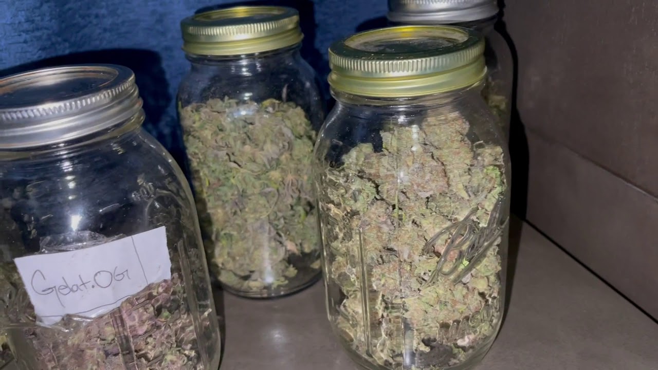 Week 12 Finale of Indoor Cannabis Grow II Five Ounces of Dank !