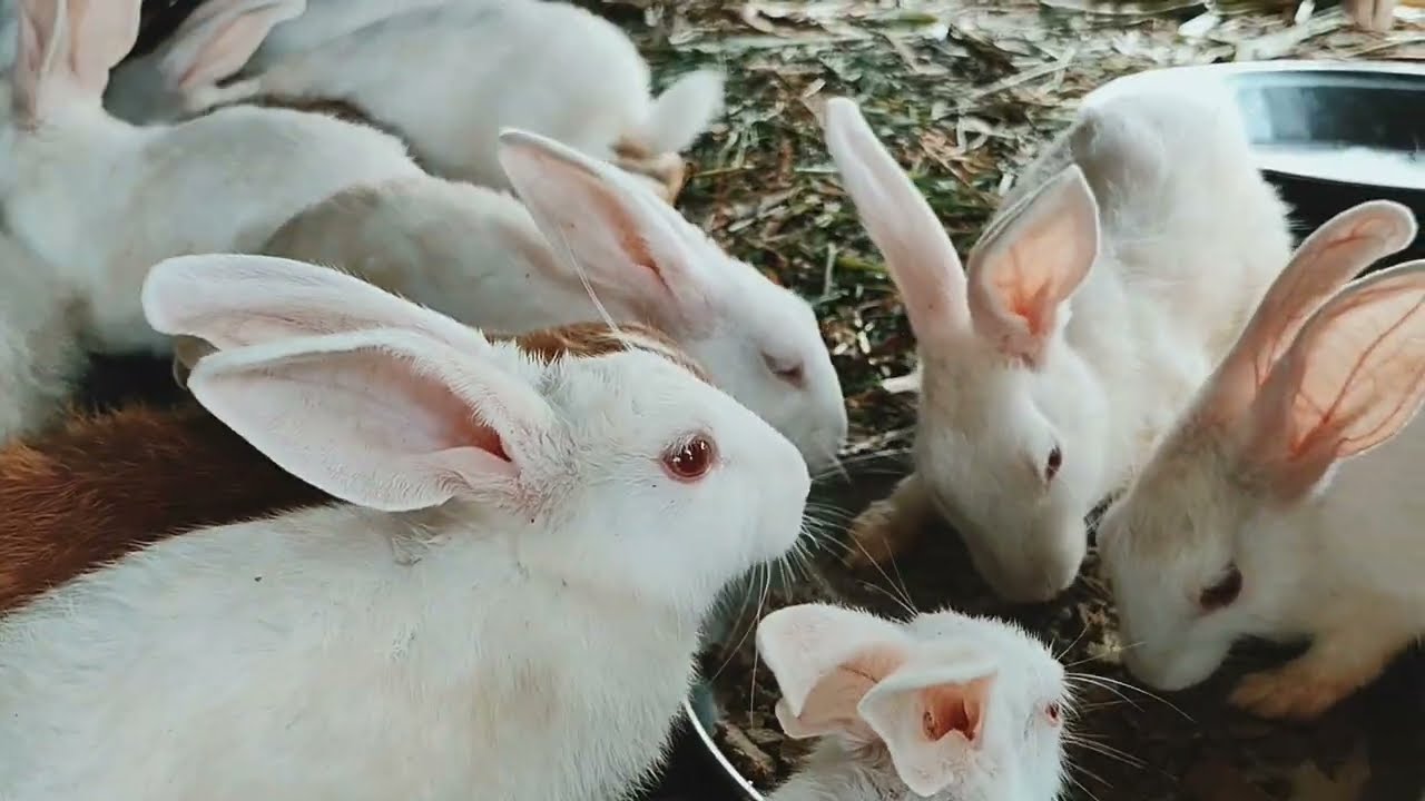 Rabbit@🐇 bacche bazra and geras viral# videos rabbit rabit jankari #khargosh #kahani #comedy cartoon