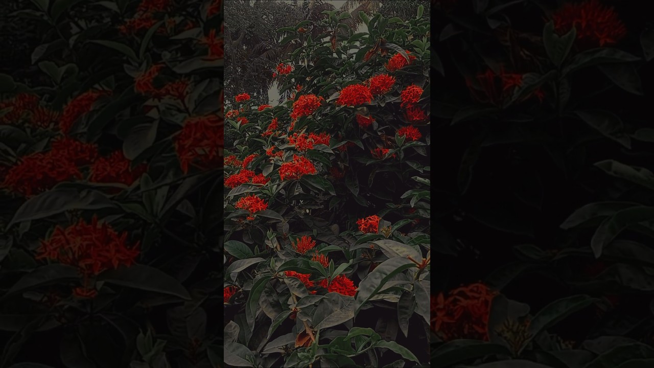 This Red Ixora Flower is Stunning 🌺 | Ixora coccinea (Rongon Flower) | #shorts #ixora #ytshorts