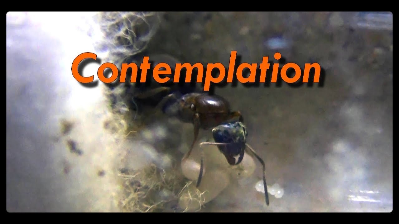 Contemplation - Nourrissage de fondations