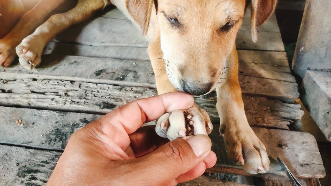 “Calm & Caring Moments That Keep Dogs Comfortable 🐾💙”