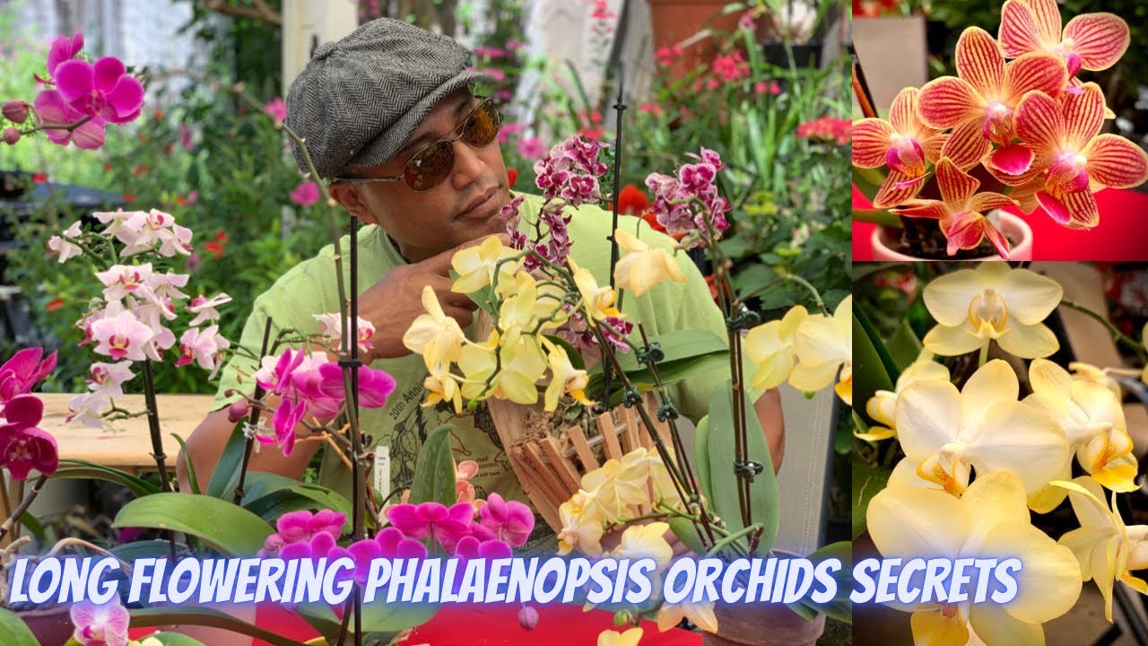 Orchid: Ep3- How to Clone or Make Your Favorite Phalaenopsis Orchid Flower More| Galindez Garden