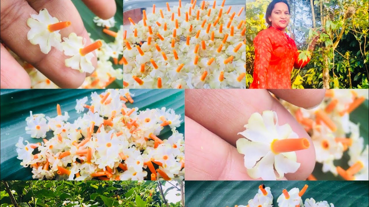 ಪಾರಿಜಾತ ಗಿಡವನ್ನು ಯಾವ ರೀತಿ ಬೆಳೆಸುವುದು ಮತ್ತು ಹೇಗೆ/How to propagate parijatha plant