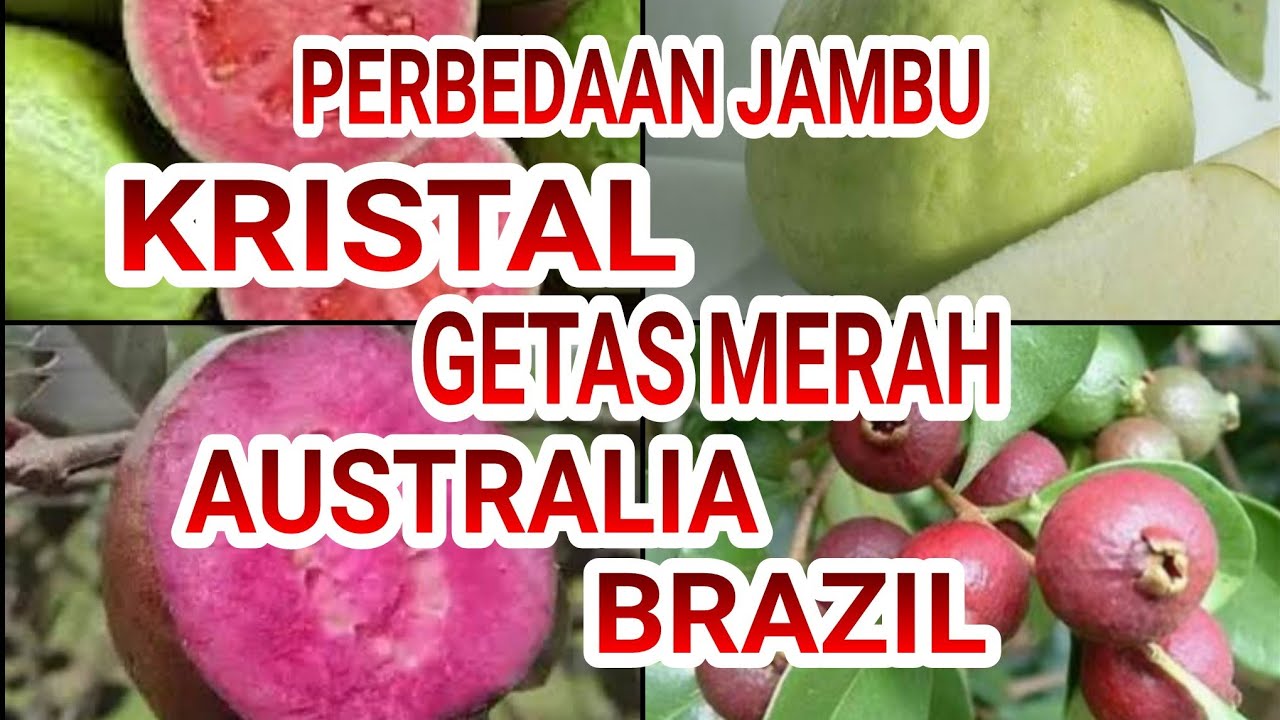 PERBEDAAN JAMBU KRISTAL JAMBU, GETAS MERAH, JAMBU AUSTRALIA & JAMBU BRAZIL