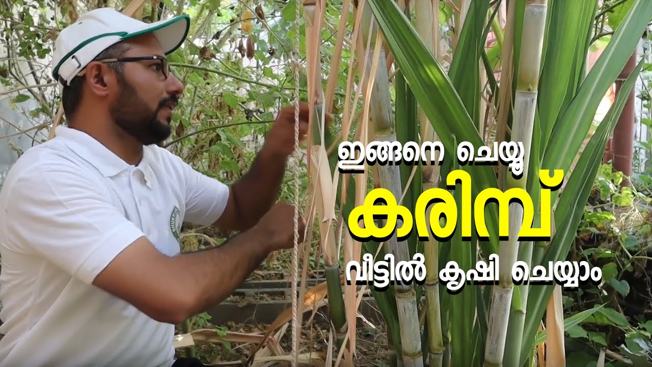 കരിമ്പ് വീട്ടിൽ  എങ്ങനെ  കൃഷി ചെയ്യാം? | Sugarcane Cultivation