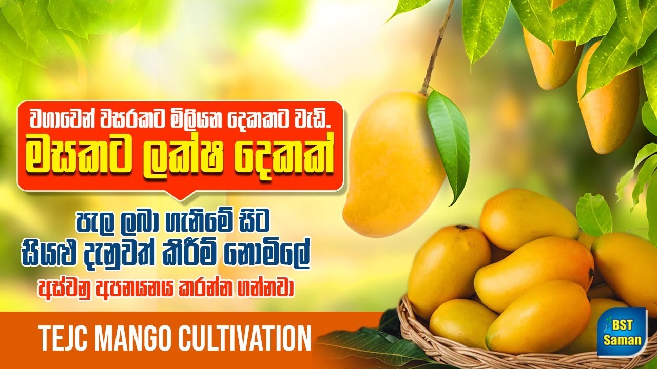 Mango Cultivation,අඔ වගාව,.TJC ,Ellawala Horticulture,(Pvt)ටිජෙසී වගාව.