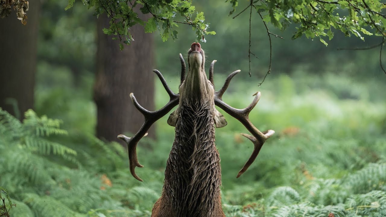STUNNING Red Deer Stag Moments In 4K
