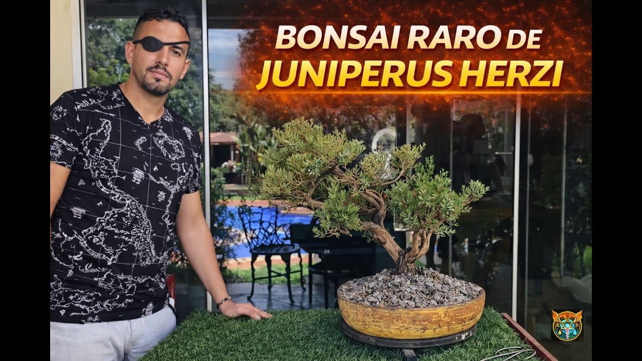 🌿 BONSAI RARO de JUNIPERUS HETZI – SEGREDOS do CULTIVO e ESTILIZAÇÃO 🌲 | ESTILO ÚNICO #BonsaiHetzi
