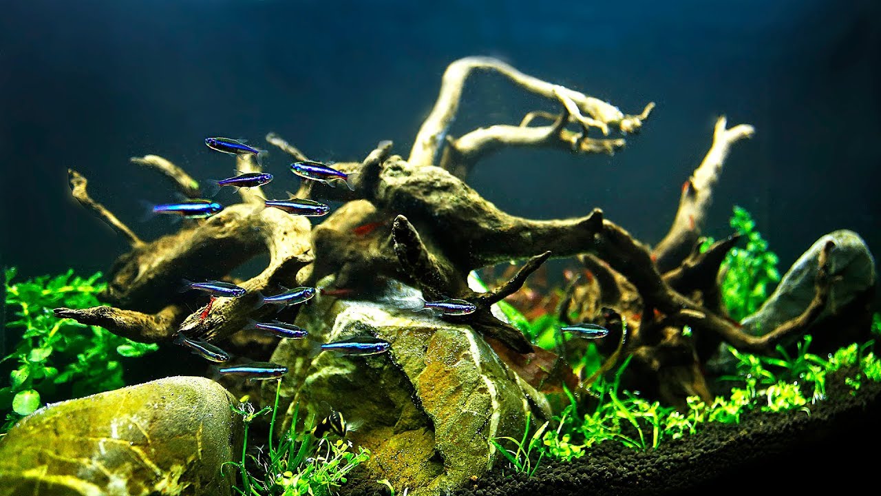 HOW TO Aquascape on a small budget NON-CO2 injection
