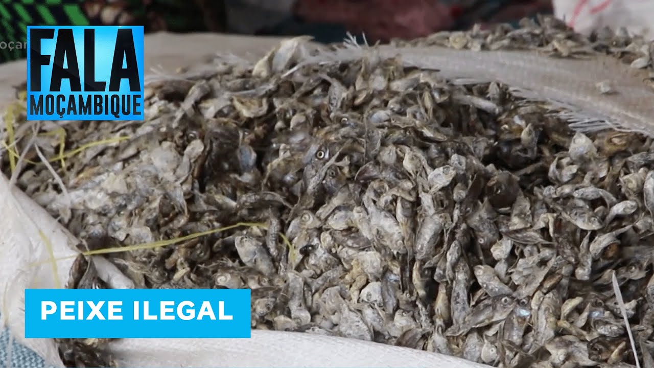 Autoridades marítimas em Tete apreenderam perto de 5 toneladas de pescado ilegal