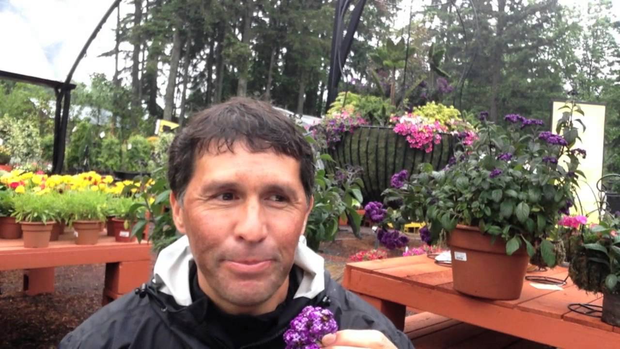 Несколько слов о гелиотропе