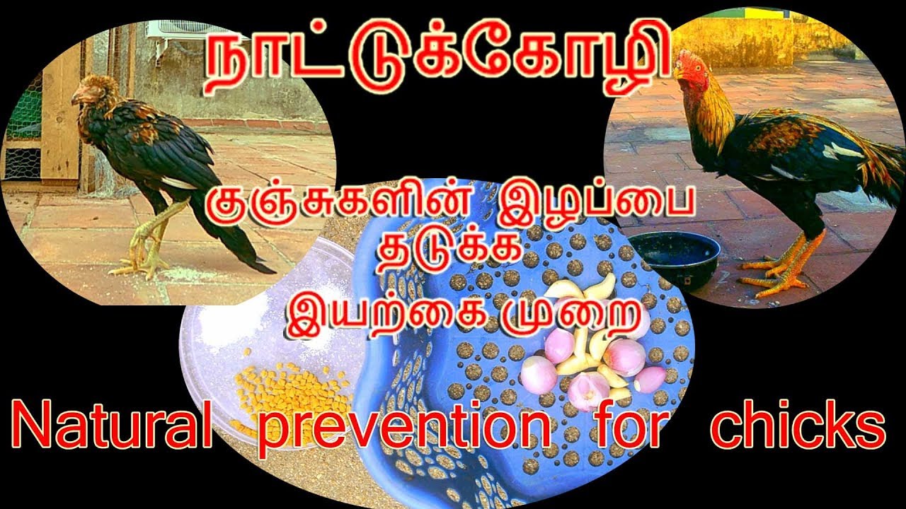 நாட்டுக்கோழி  குஞ்சுகளின்  இழப்பை தடுக்க  இயற்கை முறை/Natural prevention for chicks