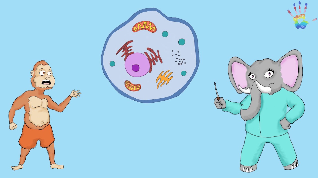 What is Type 1 Diabetes?