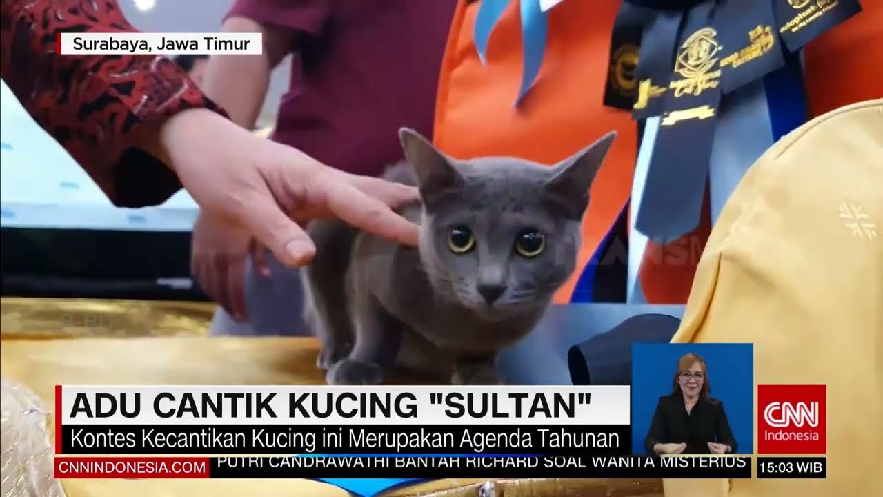 Adu Cantik Kucing Sultan | REDAKSI (12/12/22)