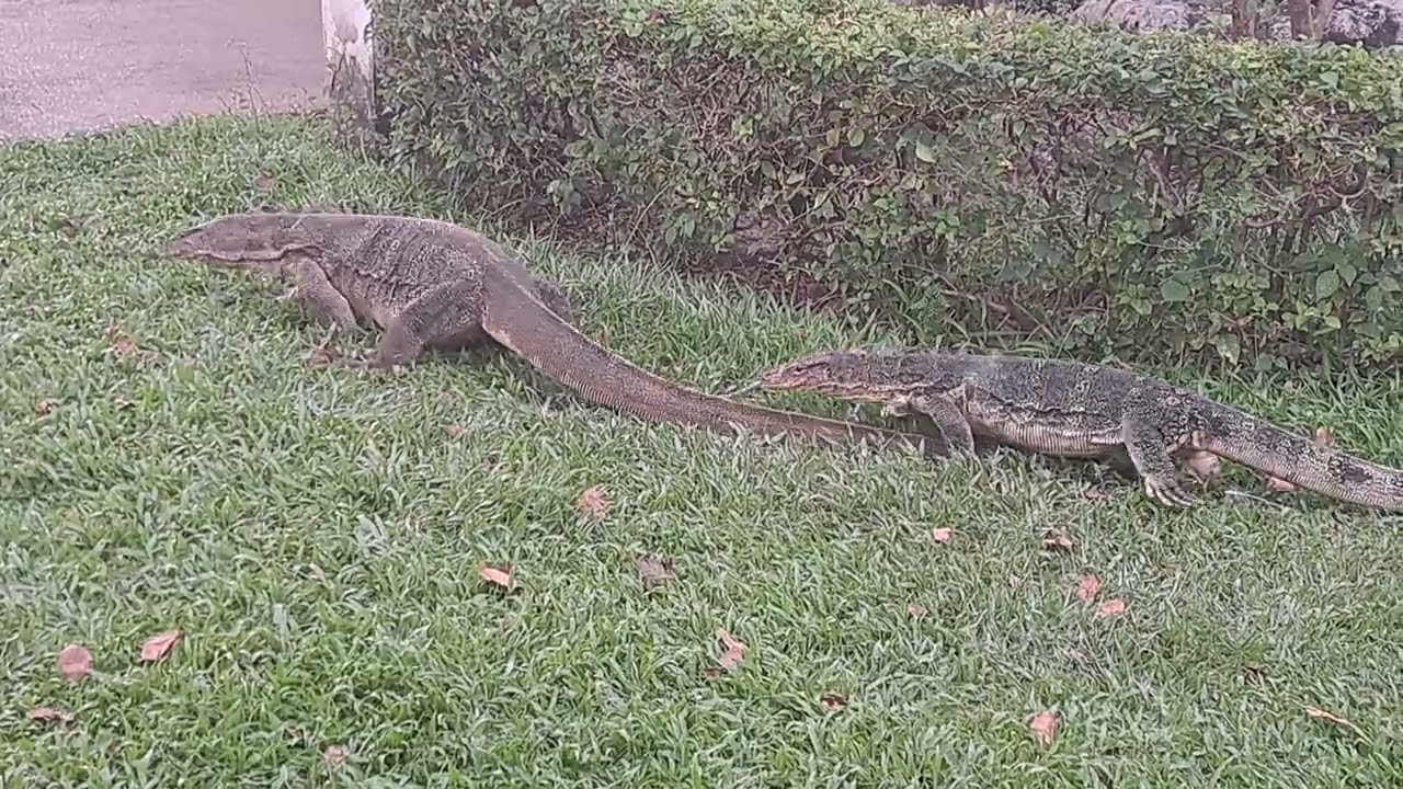 3 Giant Monitor Lizards strolling in Bangkok's Lumphini Park with park local visitors| Thailand