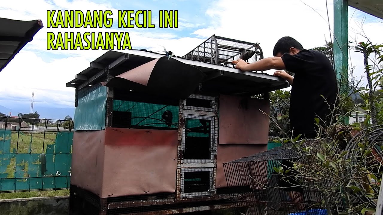 SPESIALIS TERNAK POKSAY HONGKONG, KANDANGNYA ADA BANYAK, ANAKNYA JINAK..JINAK BISA DI ELUS SEMUA