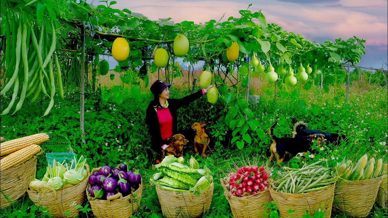 Harvest anh Sell: Korean Melon, Kohlrabi, Winged Beans, Red Radish,  Eggplants, Yardlong Beans, Corn