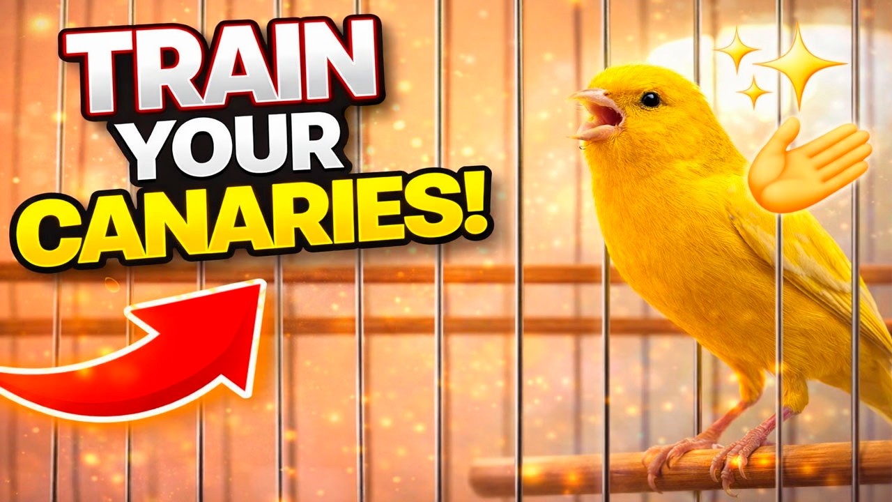 Canary 's song for training russian canary singing competition