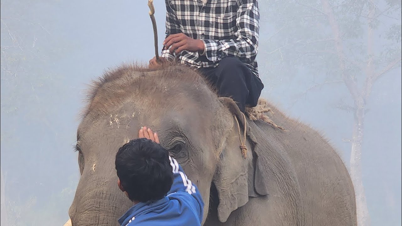 Elephant Care Taker ghas katna jadai haii gaij 