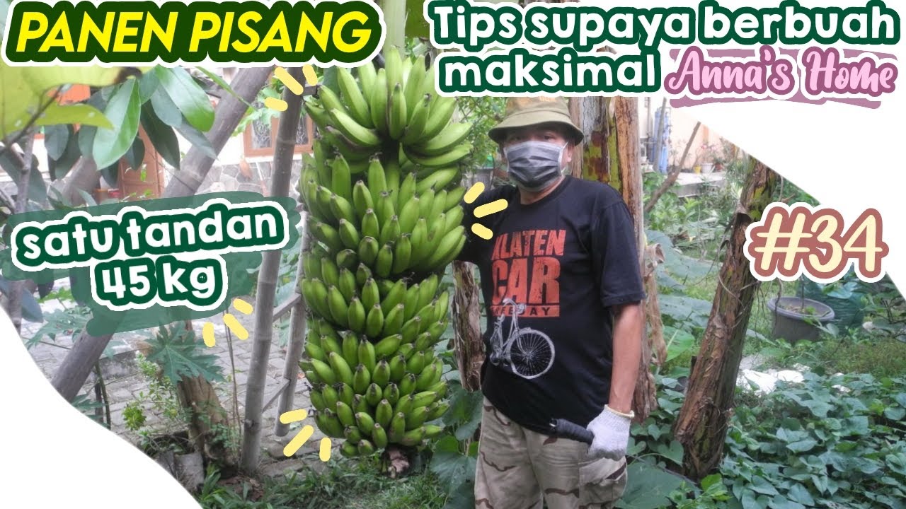PANEN PISANG DAN TIPS SUPAYA BERBUAH MAKSIMAL