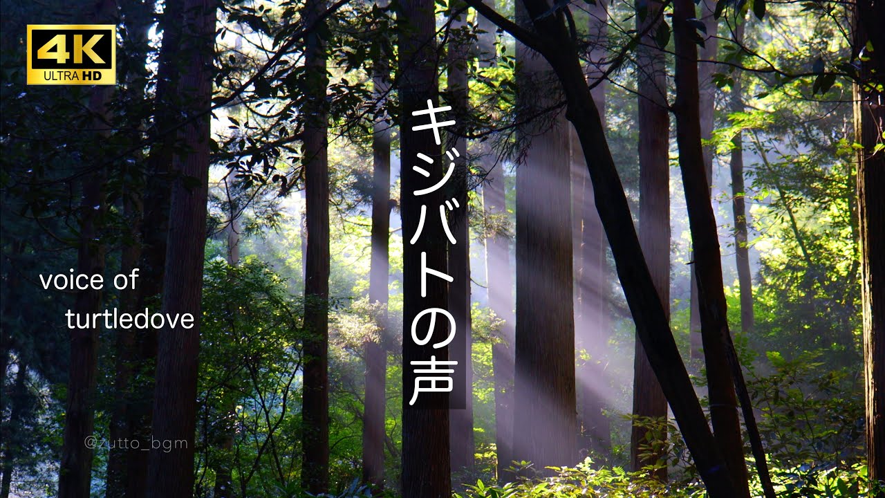 【ASMR 4K 2h】キジバトの声 朝もや Voice of turtledove / nature sounds