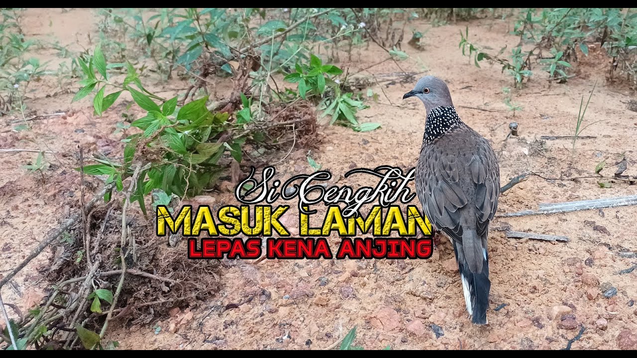 MEMIKAT TERKUKUR / DERKUKU..BAWA SI CENGKIH LEPAS KENA ANJING
