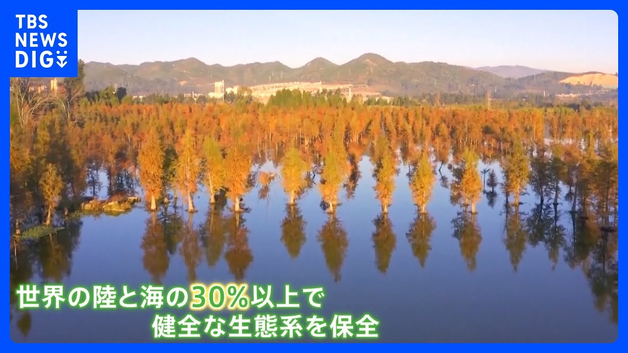 「COP15」大詰め　「生物多様性の保全」に向け2030年までの目標採択へ&hellip;「30by30」とは　絶滅危惧種「ゼニタナゴ」の野生復帰目指す民間の取り組みも｜TBS&nbsp;NEWS&nbsp;DIG